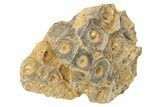 Rough Fossil Coral (Actinocyathus) From Morocco - 3" to 4" - Photo 4